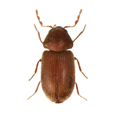 Červotoč chlebový