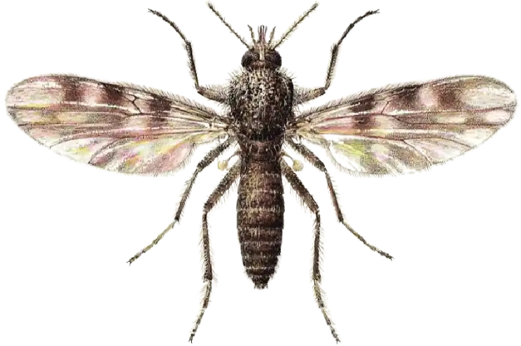 Tiplíci