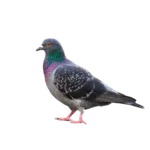 Holub domácí zdivočelý