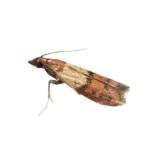 zavíječ paprikový