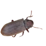 červotoč proužkovaný