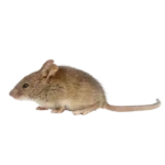 Myš domácí