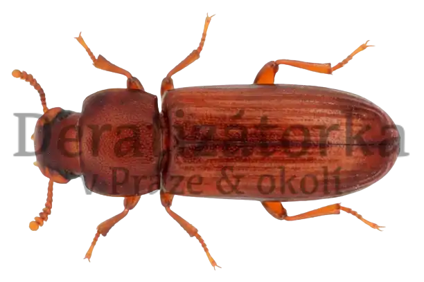 Potemník skladištní