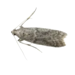 Zavíječ skladištní